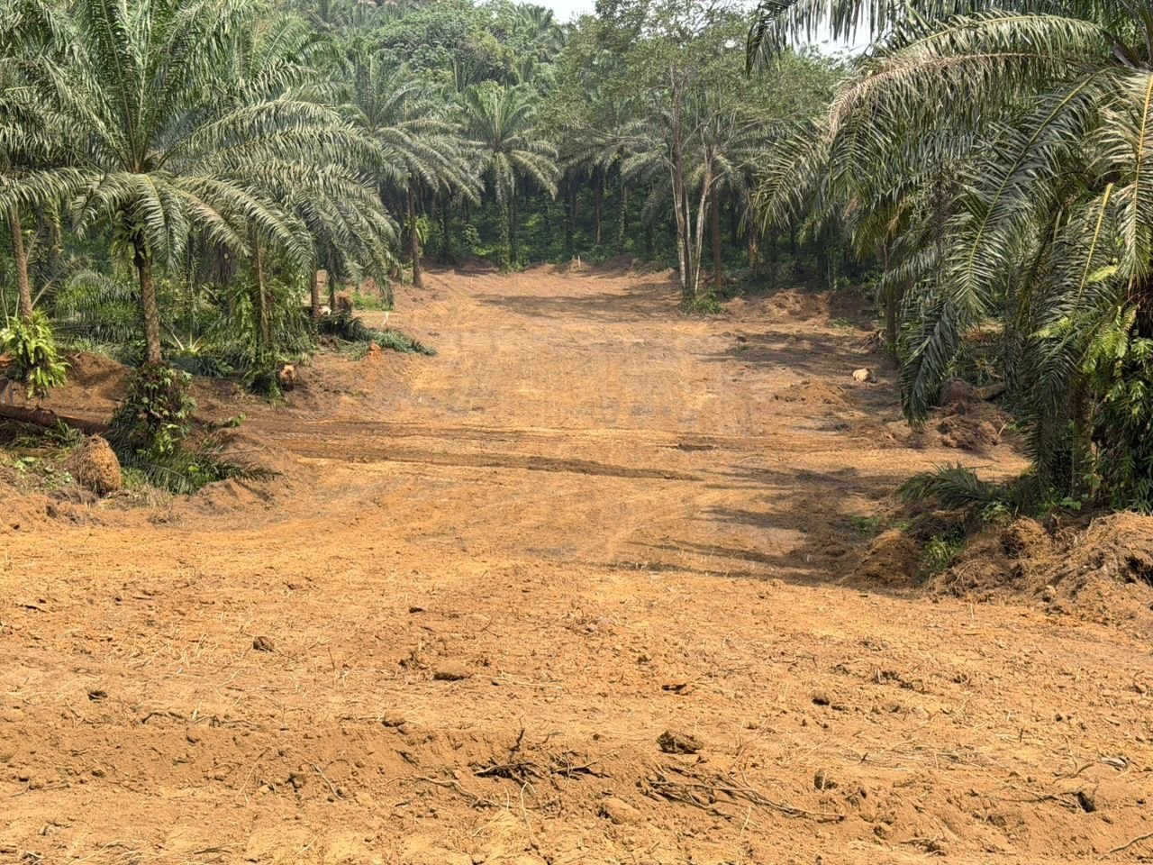 Terrain défriché dans la palmeraie — PK30, Missolé II