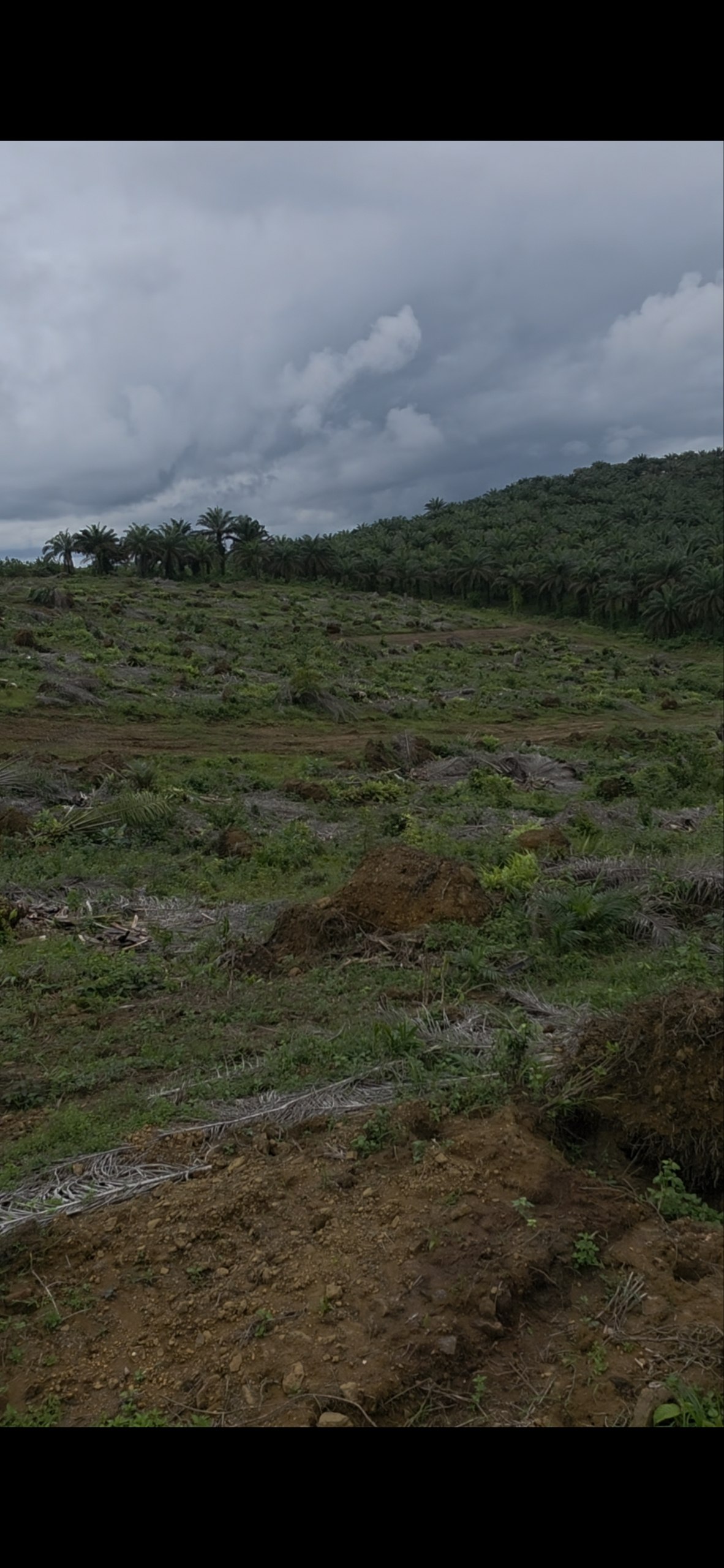 Zone vallonnée défrichée prête à bâtir